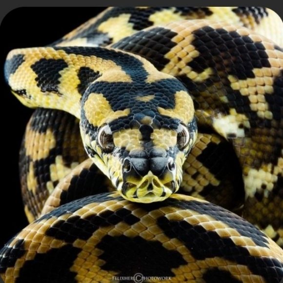 Snake 🐍 Chocker - Picture 3 of 12